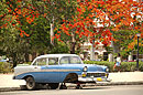 Flame-of-the-forest (Delonix regia)