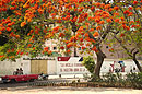 Flame-of-the-forest with Red Car