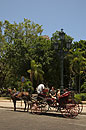 Horse & Carriage Havana