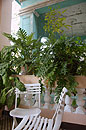 Balcony Garden