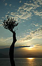 Sculptural Gnarled Olive Tree