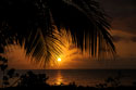 Palm Silhouette Sunset 
