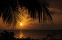 Palm Silhouette Sunset 