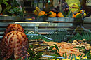 Octupus