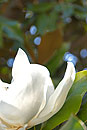 Magnolia Madrid Garden