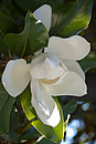 Magnolia Flower on Madrid Garden Tree