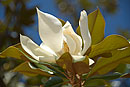 Magnolia on Tree Madrid Blue Sky Behind