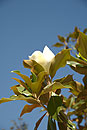 Magnolia on Tree with Blue Sky