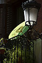 Balcony Madrid with Chinese Umbrella