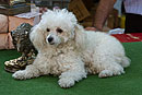 Poodle and Wild Boar at Rastro Madrid