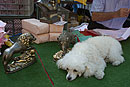 Poodle refusing to Move at Rastro