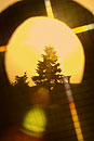 Sunburst through Gate Conifer Silhouette