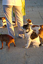 Spanish Dog Walking in Madrid