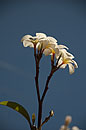 Frangipani in Malawi