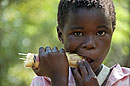 Sucking Sugar Cane