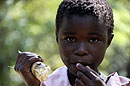 Sucking Sugar Cane