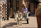 Donkey at the souks