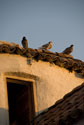 3 birds on roof