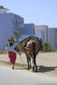 Traditional dress & donkey