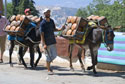 Donkeys laden with gas