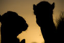 Camel silhouette