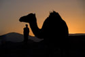 Camel and Berber