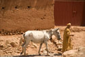 White horse