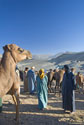 Camel watching Berber's
