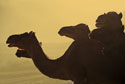 Camel silhouette pattern