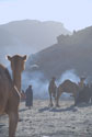 Camels at the camp fire