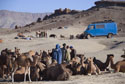 Camels and blue van