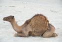 Baby camel laying down