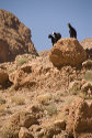 3 Billy Goats