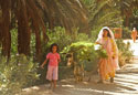 Lush palm tree village