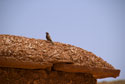 Bird on roof