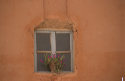 Pink plant in window