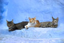 Ginger cat in the middle