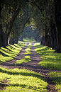 Pretty Tree Lined Walk Olerai House 