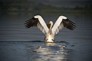 Pelican Landing Wings Folded