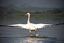 Pelican Landing Wings Outstretched 