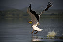 Pelican Landing 
