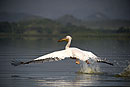 Pelican Landing on the Run