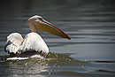 Pelican Landed Close Up