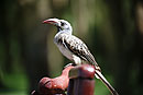 Hornbill Olerai House 