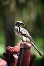 Hornbill Olerai House 