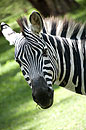 A Zebra in the Grounds of Olerai House