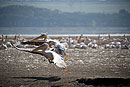 Tandem Flight Take Off Pelicans Lake Nakuru