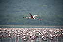  Pink Flamingo In Flight