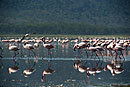 Elegant Pink Flamingo 
