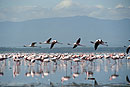  Pink Flamingo In Flight